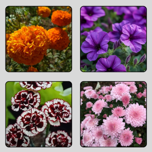 top winter flower seeds – bright & blooming garden