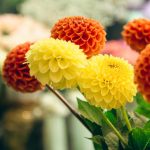 African Marigold Flower Seeds (100 Seeds)