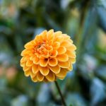 African Marigold Flower Seeds (100 Seeds)