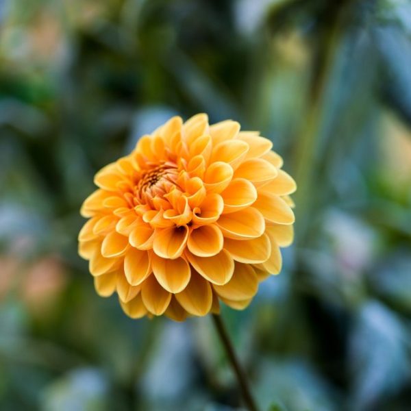 African Marigold Flower Seeds (100 Seeds)