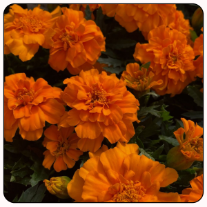 premium marigold flower seeds for planting – easy grow, high bloom
