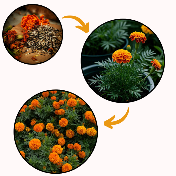 premium marigold flower seeds for planting – easy grow, high bloom
